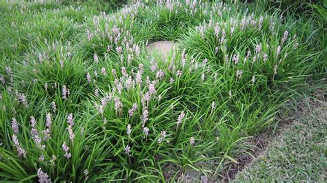 Liriope Muscari Isabella Plants For Spaces