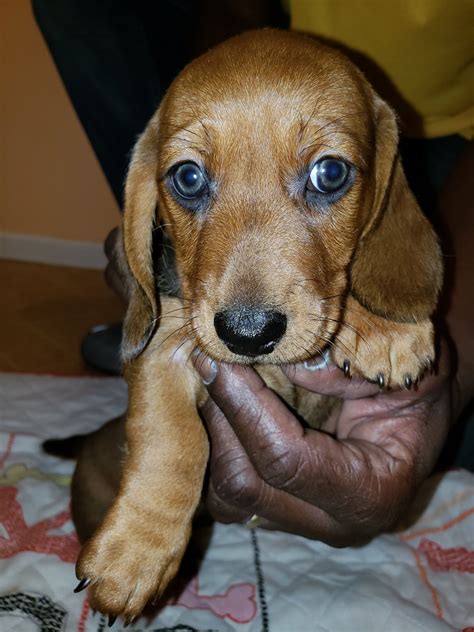 If you are looking for miniature dachshund puppy for sale, it's smart to know about coats and coat care. Dachshund Puppies For Sale | Sarasota, FL #290054