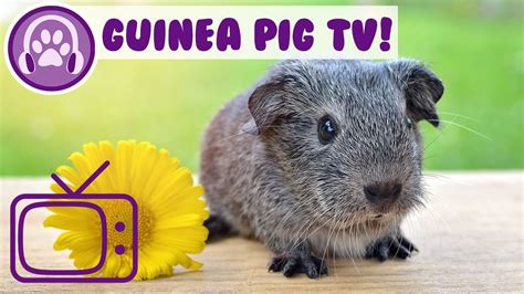 Tv For Guinea Pigs Entertainment For Guinea Pigs With Tv And Music