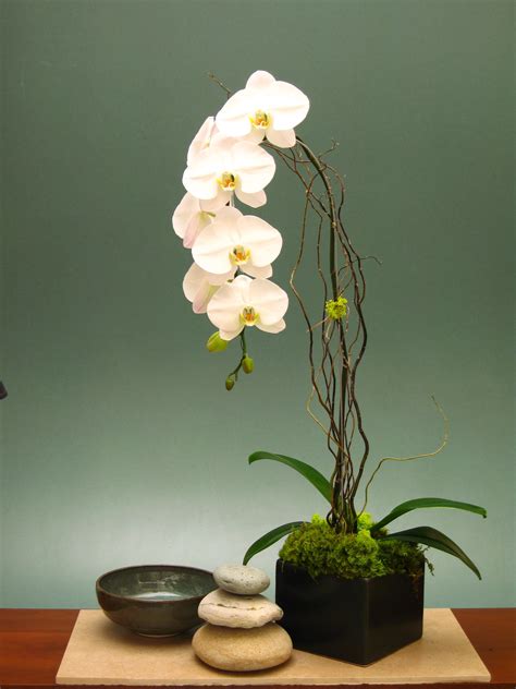 Orchid | Orchid flower arrangements, Orchids, Orchid ...