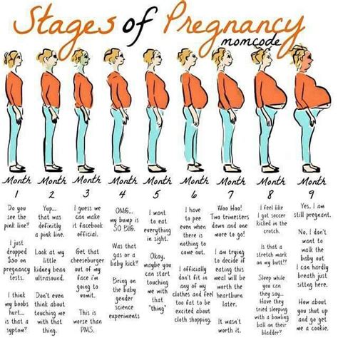 Stages Of Pregnancy Pregnancy Pinterest Pregnancy
