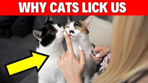 Why Do Cats Lick Us Fascinating Reasons Explained Figuring Out The Mystery Of Cats Cat