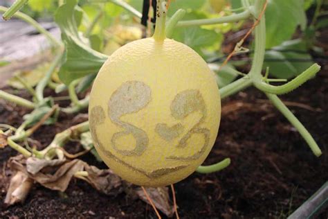 Diễn viên puka sở hữu hình xăm bằng chữ nhỏ và hiếm khi cô cho mọi người nhìn thấy hình xăm này của mình. Quà độc 8/3: Tặng chị em quả dưa in nổi hình trái tim - VietNamNet