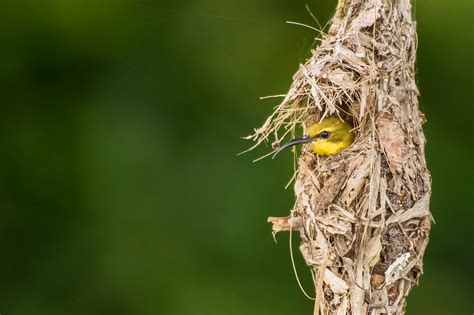 Birds Nest Br