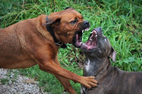 比特犬vs羅威納犬，誰的戰鬥力更強？老虎和獅子給出了答案 資訊咖