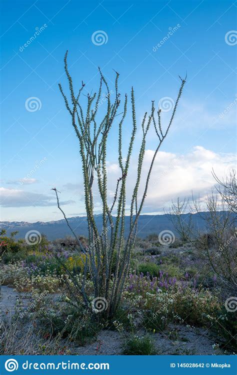 Ocotillo Cactus Plant In Joshua Tree National Park In The