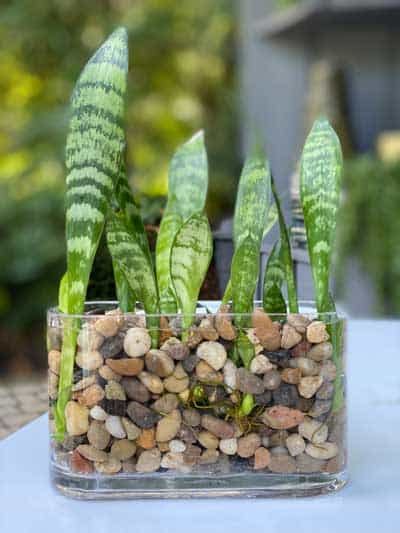 How To Grow Snake Plants In Water Without Soil