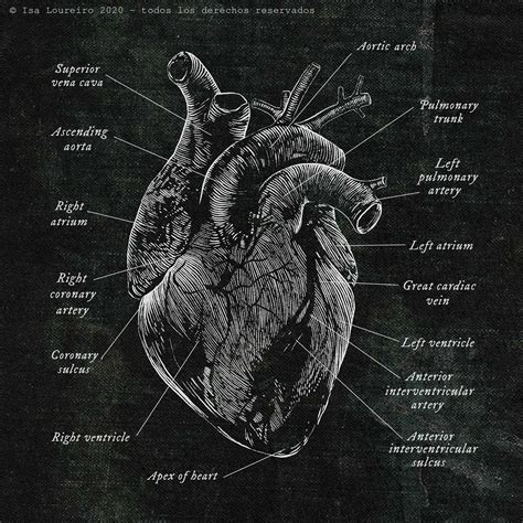 Anatomía Del Corazón Isa Loureiro Ilustración Científica