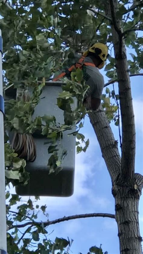 5 Reasons Why Tree Trimming Is Great For Your Trees Arbortech Tree