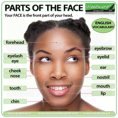 Parts Of The Face English Vocabulary Learn The Names Of The Parts Of