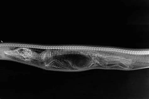 Incredible X Ray Photos Show Python Slowly Digesting Body Of Alligator