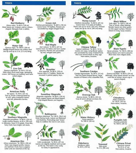 Identify Fruit Tree Leaf Identification Chart