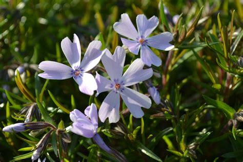 Phlox Purple Flowering Perennial Ground Cover Green