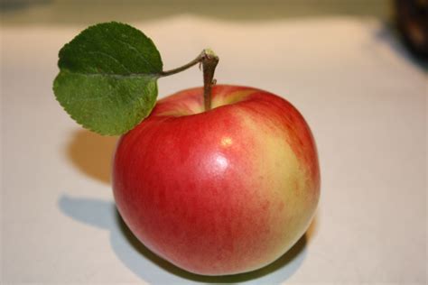 Gambar sketsa apel merah paling bagus download now 4 cara untuk meng. Kumpulan Gambar Buah Apel Yang Segar