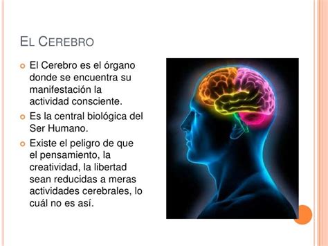 Estructura Cerebral Del Ser Humano 2020 Idea E Inspiración