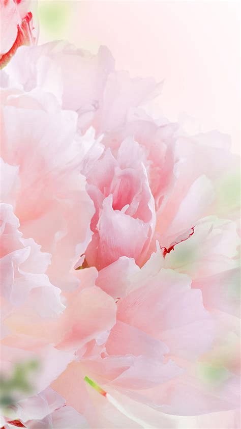 Carnation Flower Pink Bright Nature Hd Phone Wallpaper Peakpx