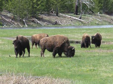 Yellowstone Np Bisons Wyoming Pictures Geography Im Austria