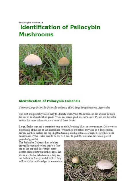 Psilocybin Mushroom Identification Guide All Mushroom Info