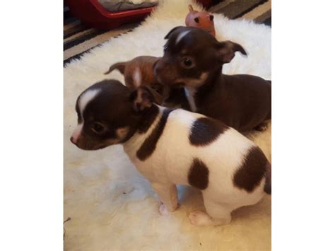 Kc Reg Longcoat Chihuahua Puppys Washington Puppies For Sale Near Me