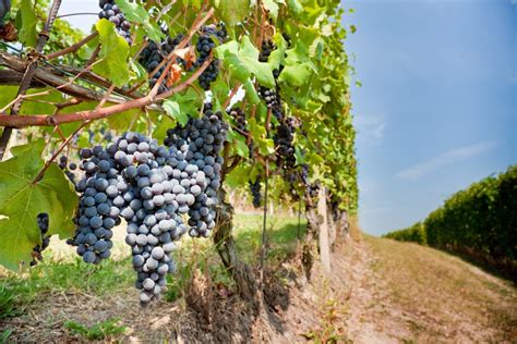 Wine Tasting In Tuscany The Best Tuscan Wine Regions And How To Get