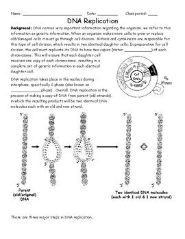 This process involves rna and several enzymes, including dna polymerase and primase. 28 Dna Replication Worksheet Answers Pdf - Worksheet Project List