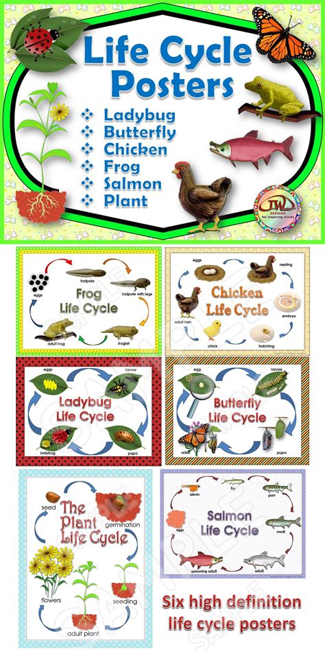 Life Cycles Posters For Your Science Unit Life Cycles Science