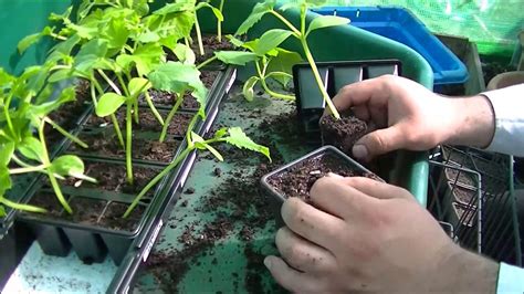 How To Transplant Cucumber Seedlings In Bigger Pots Youtube