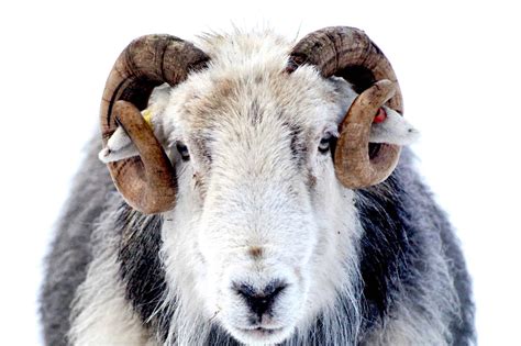 Glossary Of Sheep Terminology