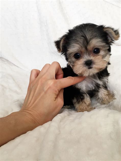 Teacup Morkie Puppy Iheartteacups