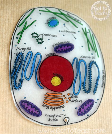 Animal cell model created with a styrofoam ball and clay cell image information: How to Create 3D Plant Cell & Animal Cell Models for ...