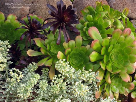 Plant Combinations Northern California Gardens Mediterranean