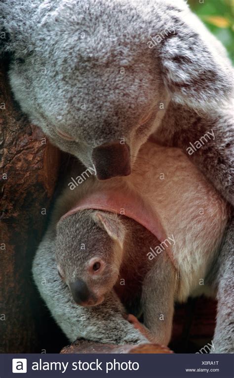 Koala Pouch High Resolution Stock Photography And Images Alamy