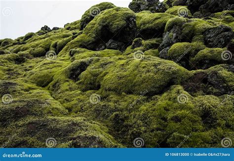 Icelandic Lava Field Landscape With Volcanic Rock Covered By Lush Green