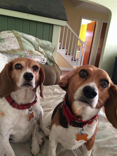 Some Of My Pack Beagle Forum Our Beagle World Forums