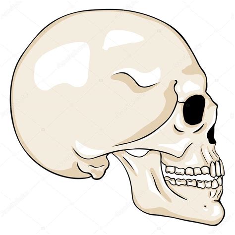 Caricatura Vista Lateral Cráneo Vector De Stock Por ©nikiteev 87674084