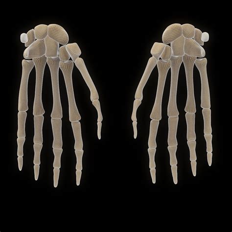 Skeletal Hand Anatomy Bone 3D Model 19 Unknown 3ds C4d Fbx Obj