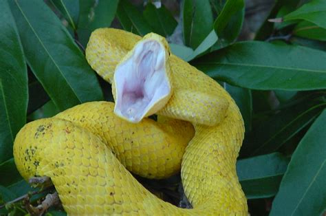 Photo Gallery Vipers Female Yellow Eyelash Viper