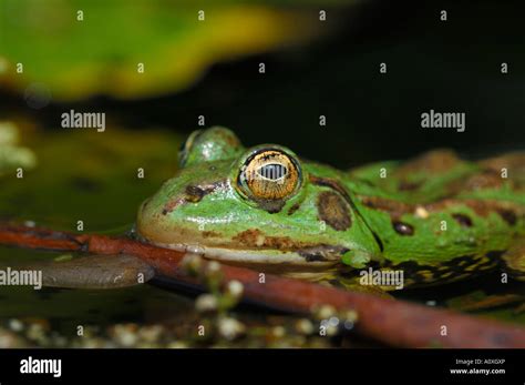 Edible Frog Rana Esculenta Stock Photo Alamy
