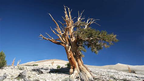 Meet Some Of The Oldest Living Organisms On Earth Nature Of Things