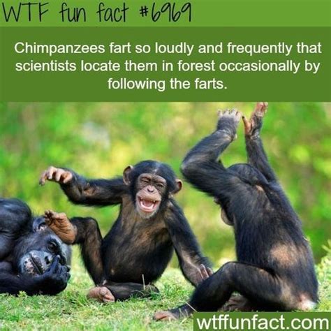 Wtf Fun Facts 25 Pics