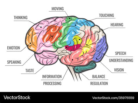 Human Brain Function Map Royalty Free Vector Image