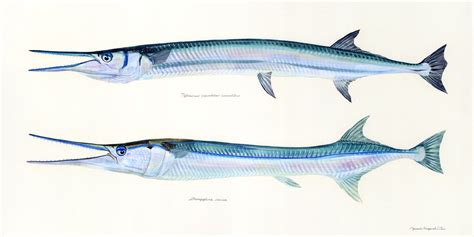 ダツ、二種 Needlefishes Uonofu 魚の譜