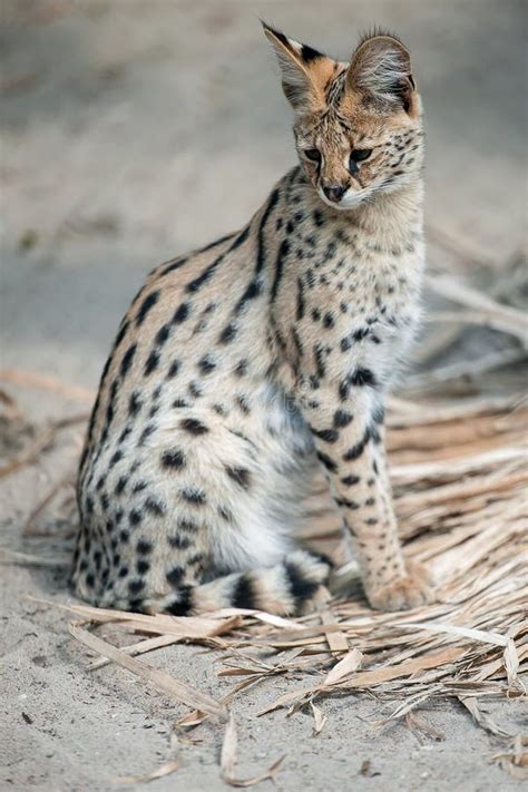 Leptailurus Serval A Portrait Of A Serval Sitting In The Green Grass