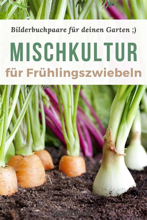 Auch die neupflanzung von rosen, ziersträuchern, obstbäumen und beerensträuchern ist im letzten herbstmonat noch möglich. Frühlingszwiebeln pflanzen, anbauen und ernten - die ...