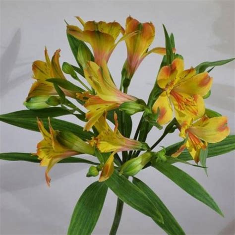 Yellow Alstroemeria Flower Bulk Fresh Diy Wedding Flowers Flower Moxie