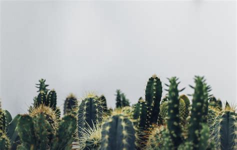 Cactus Aesthetic Computer Wallpapers Top Free Cactus Aesthetic