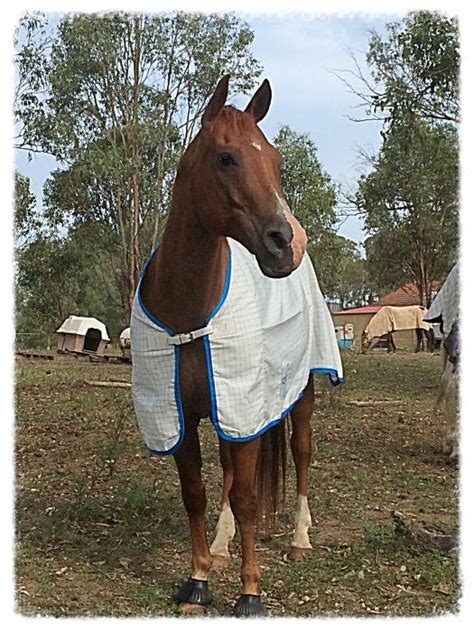 quarter horses  sale quarter horse horse horsezone page
