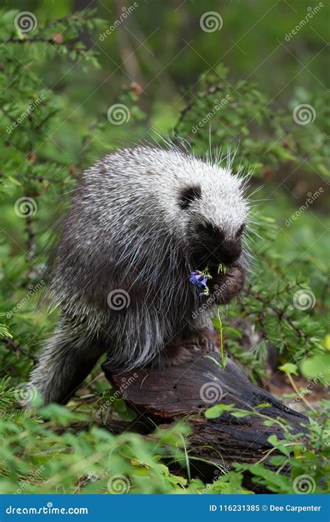 Baby Porcupine Eating Flowers Stock Image Image Of Eating
