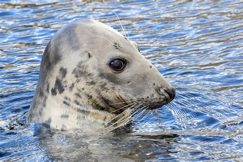 Seal Water Head Free Photo On Pixabay