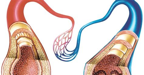 Diferencia Entre Arterias Y Venas En El Sistema Circulatorio The Best Porn Website